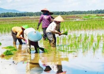 Manfaat Food Estate Mulai Dirasakan Petani