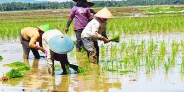 Manfaat Food Estate Mulai Dirasakan Petani