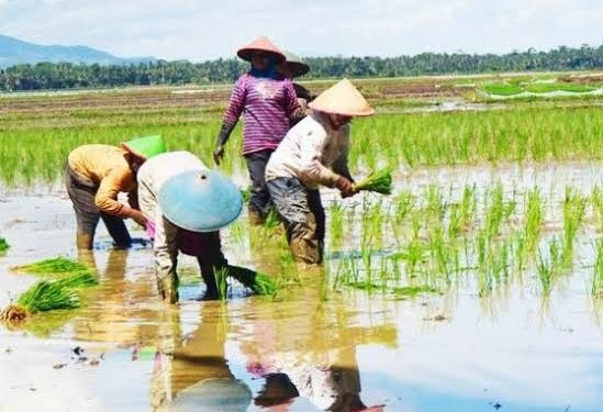 Manfaat Food Estate Mulai Dirasakan Petani