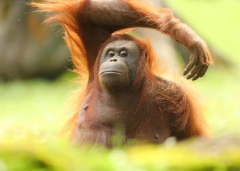 Orang Utan Indonesia Jadi Sorotan ASEAN dan Dunia