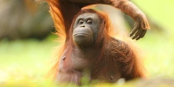 Orang Utan Indonesia Jadi Sorotan ASEAN dan Dunia