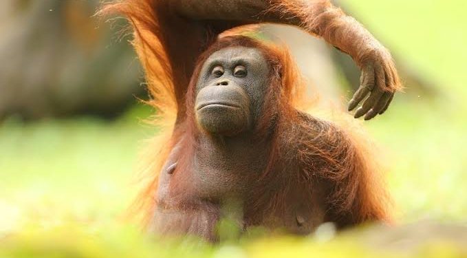 Orang Utan Indonesia Jadi Sorotan ASEAN dan Dunia