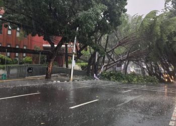 Waspada! Tiga Wilayah di Jaksel Rawan Pohon Tumbang