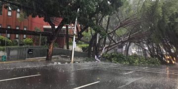 Waspada! Tiga Wilayah di Jaksel Rawan Pohon Tumbang