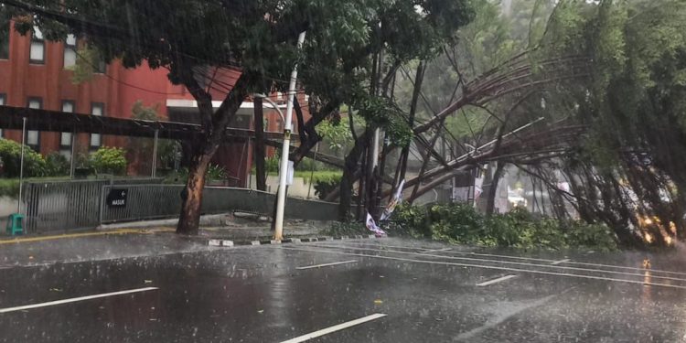 Waspada! Tiga Wilayah di Jaksel Rawan Pohon Tumbang