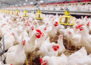Atasi Oversupply Ayam, Peternak Diminta Bentuk Asosiasi dan Pemerintah Bantu Promosi