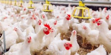 Atasi Oversupply Ayam, Peternak Diminta Bentuk Asosiasi dan Pemerintah Bantu Promosi