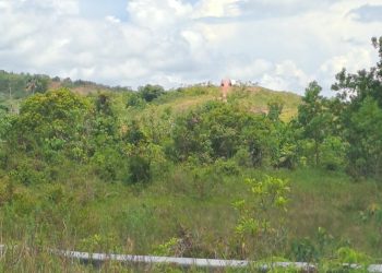 Kawasan Hutan Rempang Bukan Tempat Tinggal dan Usaha, Akibatnya Satwa Langka Pelanduk Terancam Punah