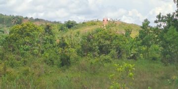 Kawasan Hutan Rempang Bukan Tempat Tinggal dan Usaha, Akibatnya Satwa Langka Pelanduk Terancam Punah