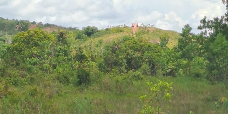 Kawasan Hutan Rempang Bukan Tempat Tinggal dan Usaha, Akibatnya Satwa Langka Pelanduk Terancam Punah