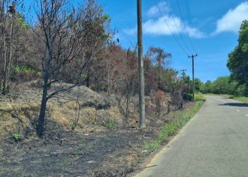 Marak Pembakaran Lahan dan Illegal Logging, Hutan Konservasi Rempang Hangus Gundul 