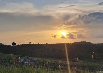 Hutan Konservasi jadi Tempat Tinggal dan Usaha, Satwa Langka Pelanduk di Pulau Rempang Terancam Punah