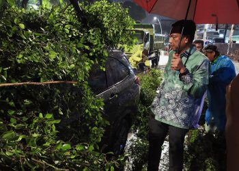 Pohon Tumbang Timpa Mobil dan Gerobak Bakso di Bulungan Jaksel, Begini Respons Munjirin