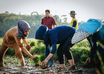Hadapi Musim Kemarau, Pemda Diminta Bergerak Cepat Demi Wujudkan Swasembada Pangan