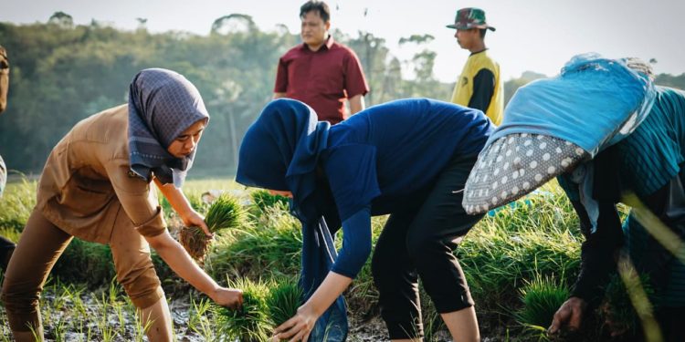 Hadapi Musim Kemarau, Pemda Diminta Bergerak Cepat Demi Wujudkan Swasembada Pangan