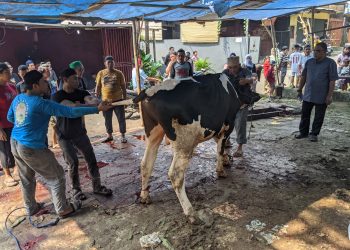 Rayakan Iduladha, Majelis Nuruz Zholam Kurbankan Sapi-Kambing untuk Yatim dan Dhuafa