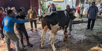 Rayakan Iduladha, Majelis Nuruz Zholam Kurbankan Sapi-Kambing untuk Yatim dan Dhuafa