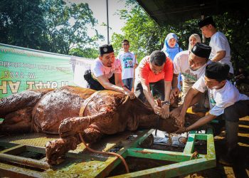 Semarak Kurban di Jaksel, Wali Kota M Anwar Sembelih Sapi Seberat 700 Kilogram