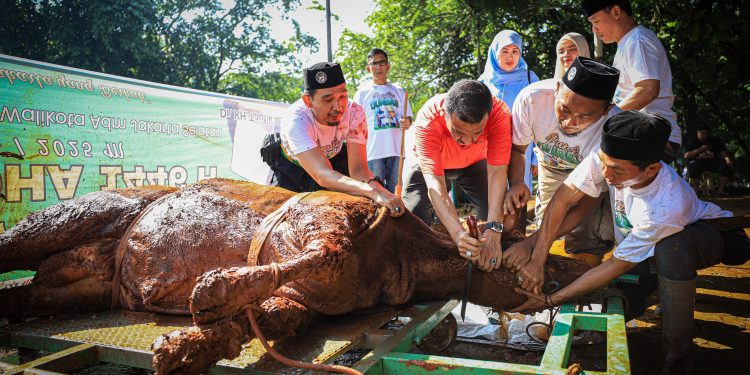 Semarak Kurban di Jaksel, Wali Kota M Anwar Sembelih Sapi Seberat 700 Kilogram