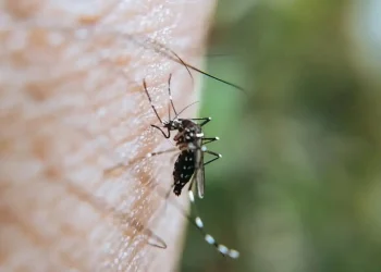 Sumbang Angka Kematian Cukup Besar, 6 Provinsi di Papua Diminta Percepat Eliminasi Malaria
