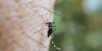 Sumbang Angka Kematian Cukup Besar, 6 Provinsi di Papua Diminta Percepat Eliminasi Malaria