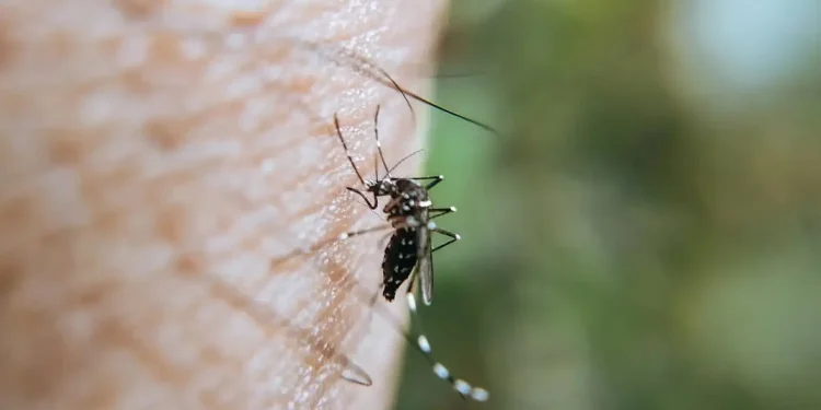 Sumbang Angka Kematian Cukup Besar, 6 Provinsi di Papua Diminta Percepat Eliminasi Malaria
