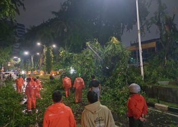 Pohon Tumbang di Petojo Akibat Hujan-Angin Kencang, Akses Kendaraan Terganggu