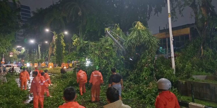 Pohon Tumbang di Petojo Akibat Hujan-Angin Kencang, Akses Kendaraan Terganggu