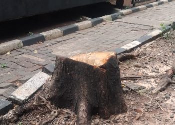 Penebangan Pohon Ilegal di Kebayoran Lama Diduga Melibatkan Oknum ASN