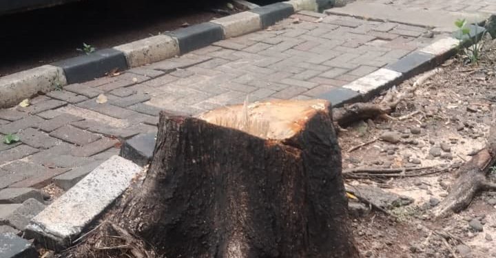 Penebangan Pohon Ilegal di Kebayoran Lama Diduga Melibatkan Oknum ASN