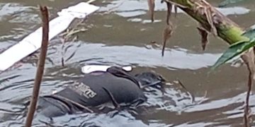 Heboh Warga Lenteng Agung Temukan Mayat Misterius di Kali Ciliwung, Simak Kronologinya