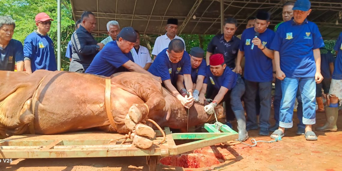 Gunakan Golok Sorenan Betawi, Wali Kota Jaksel Sembelih Sapi Kurban Presiden Prabowo