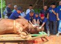 Gunakan Golok Sorenan Betawi, Wali Kota Jaksel Sembelih Sapi Kurban Presiden Prabowo