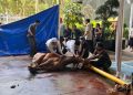 Potong 8 Ekor Sapi, KPK: Kurban Bukan Hanya Syariat, Tapi Perwujudan Kepedulian Sosial
