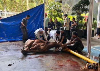 Potong 8 Ekor Sapi, KPK: Kurban Bukan Hanya Syariat, Tapi Perwujudan Kepedulian Sosial