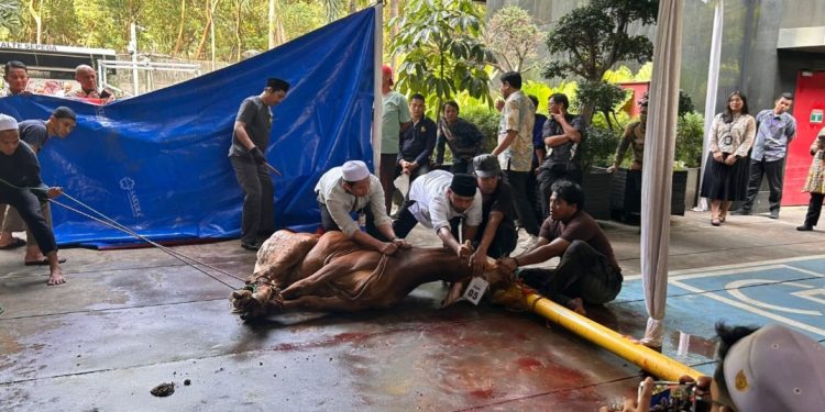 Potong 8 Ekor Sapi, KPK: Kurban Bukan Hanya Syariat, Tapi Perwujudan Kepedulian Sosial