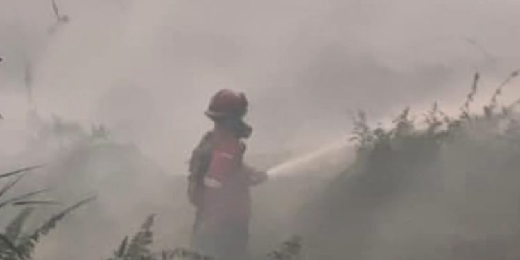 Karhutla Kalimantan Banyak Terjadi di Lahan Gambut, Begini Langkah BNPB