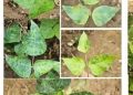 Kenali Begomovirus yang Mengincar Produksi Sayuran, Miliki Karakteristik Gejala Beragam