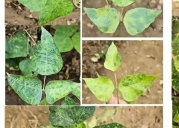 Kenali Begomovirus yang Mengincar Produksi Sayuran, Miliki Karakteristik Gejala Beragam