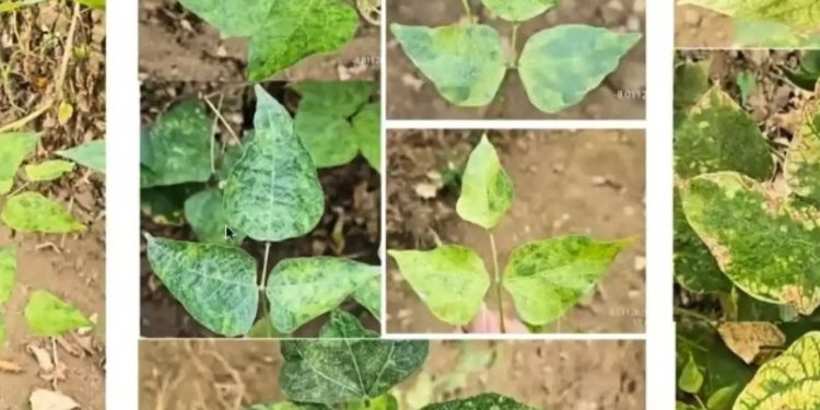 Kenali Begomovirus yang Mengincar Produksi Sayuran, Miliki Karakteristik Gejala Beragam